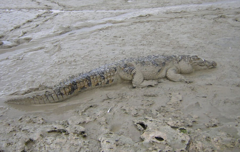 Bootstour zu den Krokodilen auf dem Lago Enriquillo